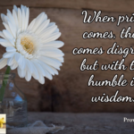pride-wisdom-3.webp