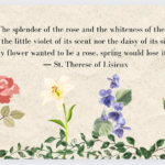 splendor of the rose